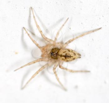 A spider on a white wall. macro