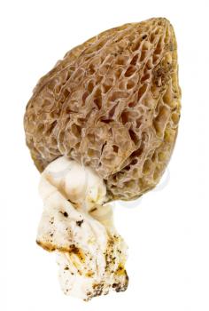 Mushroom morel on a white background. macro