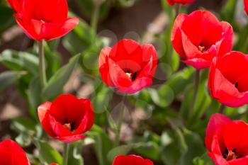 Beautiful red tulips in a park in the nature