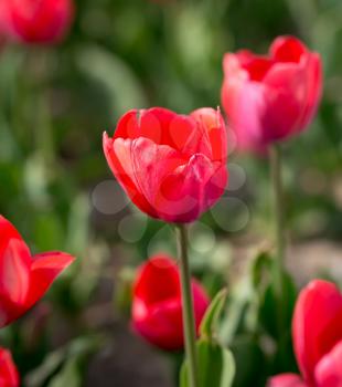 Beautiful red tulips in a park in the nature