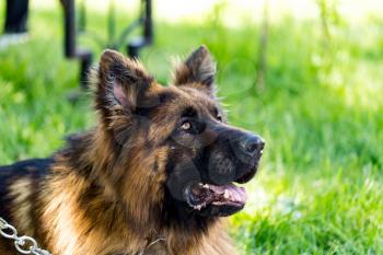 A portrait of a thoroughbred dog in nature .