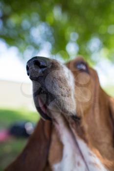 A portrait of a thoroughbred dog in nature .