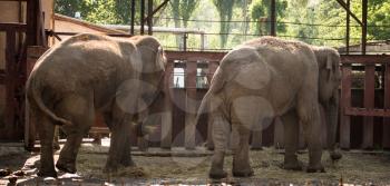 Two big elephant in a park in the nature .