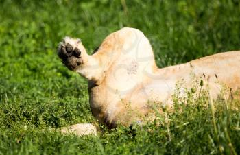 Lioness lies on the grass in the wild .