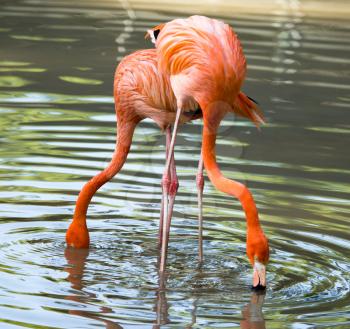 Pink flamingo on a pond in nature .