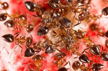 War of ants in nature. Macro photo