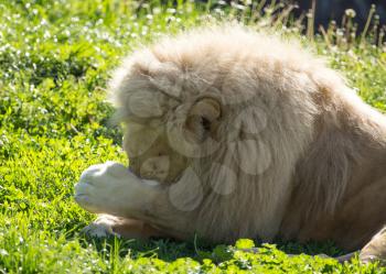 Lion lies on the grass in the wild .