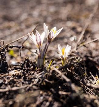 Flower snowdrop in the ground in nature .