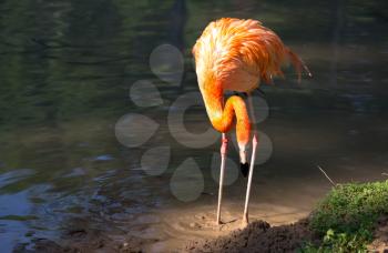 Pink flamingo on a pond in nature .