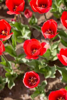 Beautiful red tulips in a park in the nature