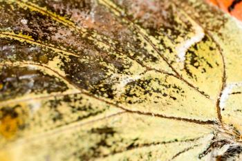 Drawings on the wing of a butterfly as a background .
