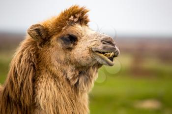 Portrait of camel on nature in spring .