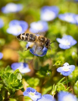 Bee on little blue flowers in nature .