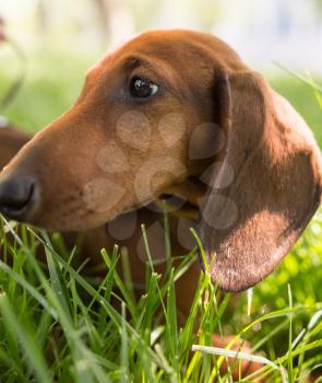 A portrait of a thoroughbred dog in nature .