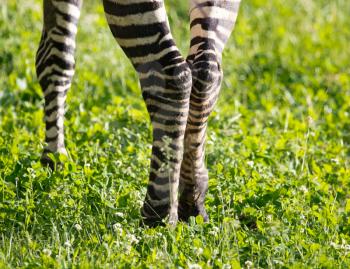 Legs of a zebra on green grass outdoors .