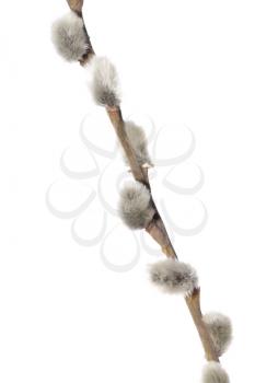 Fuzzy willow on branch isolated on white background .