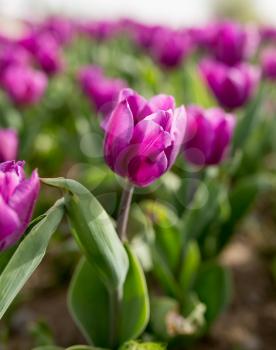 Beautiful purple tulips in a park in nature