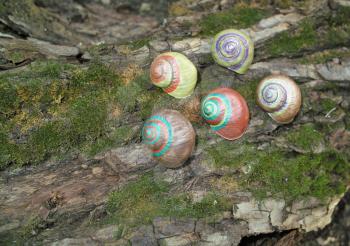 Painted in snail shell