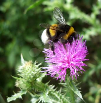 Bee pollinating thistle