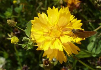 Butterfly collect pollen on Coreopsis on green grass background