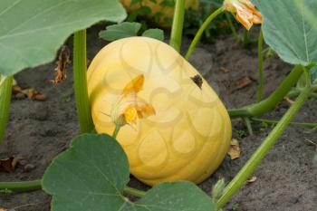 Royalty Free Photo of a Pumpkin