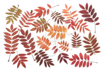 Royalty Free Photo of a Bunch of Autumn Leaves