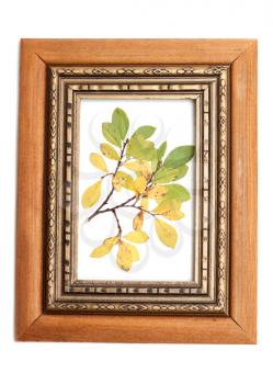 Royalty Free Photo of Leaves in a Picture Frame
