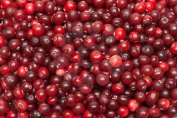 Royalty Free Photo of a Bunch of Cranberries