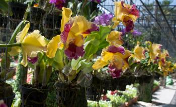 Royalty Free Photo of a Bunch of Orchids