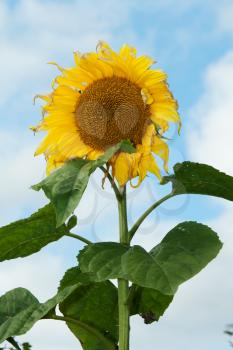 Royalty Free Photo of a Sunflower