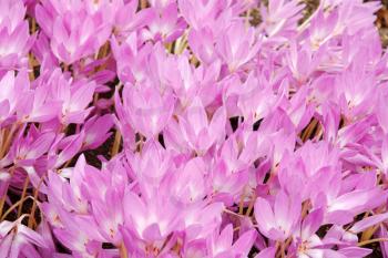 Royalty Free Photo of a Bunch of Flowers