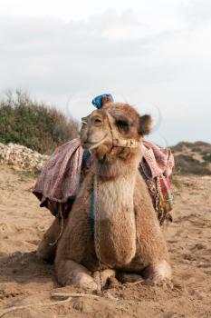 Royalty Free Photo of a Camel