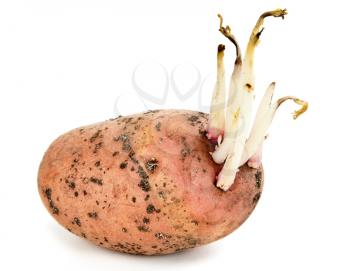 Royalty Free Photo of a Potato With Sprouts