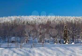 Winter landscape on a sunny day