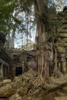 Giant tree covering the stones of Ta Prohm temple in Angkor Wat (Siem Reap, Cambodia).