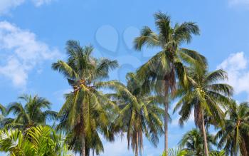 green coconut palm against blue sky background