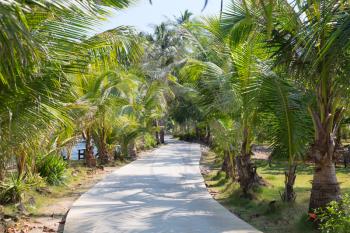 Road through the palm grove on a sunny day