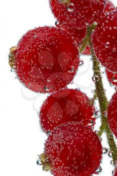 Bunch of red currant in the bubbles under water isolate on white. Macro. Shallow depth of field.