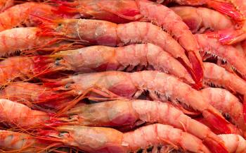 A bed of fresh prawns on ice at the fishmongers.