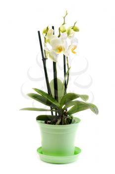 White orchid in green pot. Isolated on background.