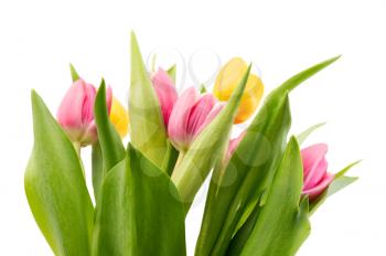 Bouquet of fresh tulips. Isolate on white background.