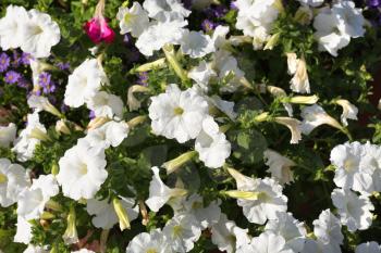 Background of white flowers in the flowerbed.