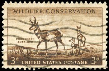Royalty Free Photo of 1956 US Stamp Shows the Pronghorn Antelope, Wildlife Conservation