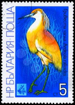 BULGARIA - CIRCA 1981: A Stamp shows image of a Squacco Heron with the inscription Ardeola ralloides from the series EXPO'81, Plovdiv, circa 1981