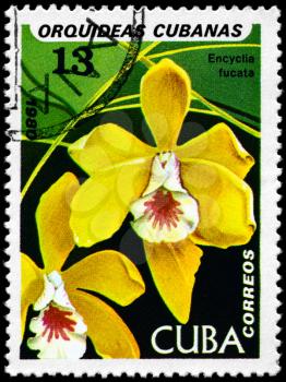 CUBA - CIRCA 1980: A Stamp shows image of a Encyclia with the inscription Encyclia fucata, from the series Cuban Orchids, circa 1980