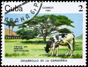 CUBA - CIRCA 1984: A Stamp printed in CUBA shows image of a Grazing Cow with the description Artificial pastures from the series Cattle Breeding, circa 1984