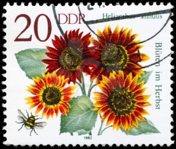 GDR - CIRCA 1982: A Stamp shows image of a Sunflower with the inscription Helianthus annuus, from the series Autumn Flowers, circa 1982