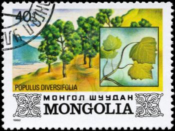 MONGOLIA - CIRCA 1982: A Stamp printed in MONGOLIA shows the Poplar, with the description Populus diversifolia, series, circa 1982