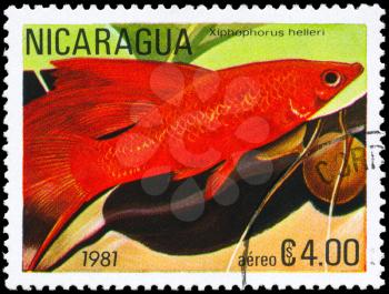 NICARAGUA - CIRCA 1981: A Stamp printed in NICARAGUA shows image of a Platyfish with the description Xiphophorus helleri from the series Tropical Fish, circa 1981