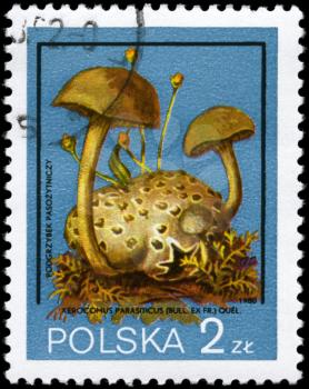 POLAND - circa 1980: A Stamp printed in POLAND shows the Xerocomus parasiticus, series, circa 1980